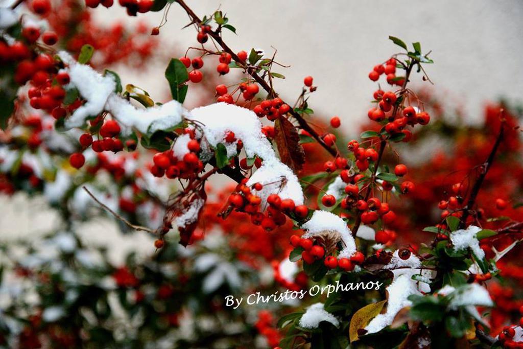 Arhontiko Askas Mansion Otel Dış mekan fotoğraf