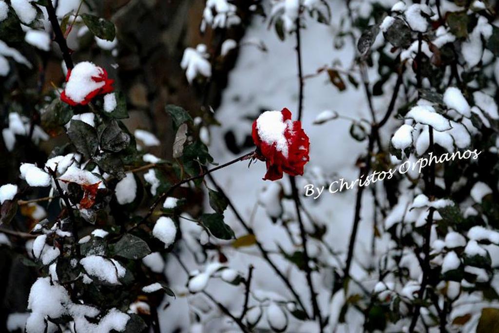 Arhontiko Askas Mansion Otel Dış mekan fotoğraf